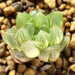 雪花オブツーサ錦 超美株 ハオルチア 観葉植物 A5 - メルカリ