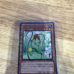 ナチュルローズウィップのサムネイル