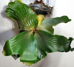 ビカクシダ ブッサバ　子株たくさん 分株 ビカクシダ ブッサバ Budsaba 1株 - メルカリ