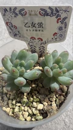 多肉植物 コキリノ苗 乙女蛍 札なし ポットのまま発送可 - メルカリ