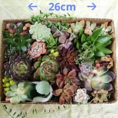 秋が来ないけど多肉植物！のサムネイル