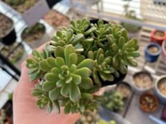 多肉植物 ジョイスタロック カット苗のサムネイル