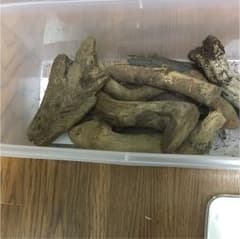 流木のサムネイル
