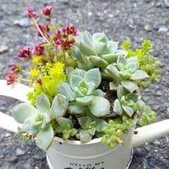 多肉植物 寄せ植え 抜き苗セット 詰め合わせ メルカリ便 - メルカリ