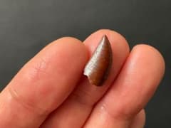 恐竜の歯 化石 [DS359] アベリサウルス 恐竜の化石 - メルカリ