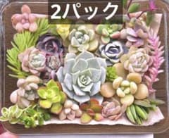 【2パック】多肉弁当★カット苗セットのサムネイル