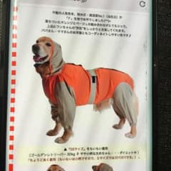 大型犬　レインコートのサムネイル