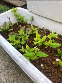 多肉植物 カット苗 紫陽花挿木のサムネイル