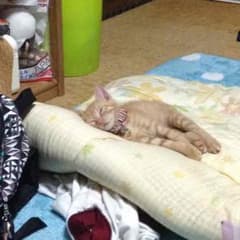 しょう様専用のサムネイル