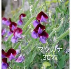 30粒希少種 オールドスイートピー　マツカナのサムネイル
