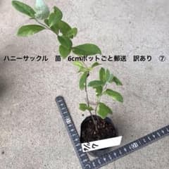ハニーサックル　苗　6cmポットごと郵送　訳あり　⑦のサムネイル