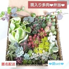 반들이 쏟아지는 다육 도시락 컷 모종 16종+α 금 다육 다루마 공주 히데리 니시키 익명 배 3