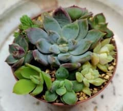 多肉植物　寄せ植えセットBのサムネイル