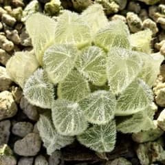 K*1様 モンロー錦　糊斑　超美株　ハオルチア　観葉植物　27 K*1様 モンロー錦 糊斑 超美株 ハオルチア 観葉植物 27 - メルカリ