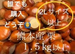 【10/3(金)発送予定分を販売中‼️】熊本県産栗２Lサイズ1.5Kg以上のサムネイル