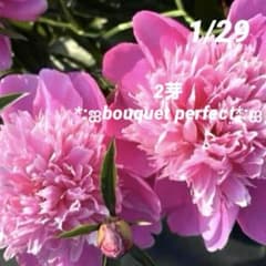 ②*ஐほのかな香り*ஐアネモネ咲き・八重咲き・芍薬・苗【ブーケ