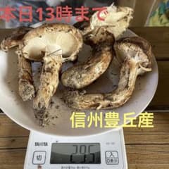 10/19日 朝採れ ⑤ 信州豊丘産松茸  16時まで延長のサムネイル