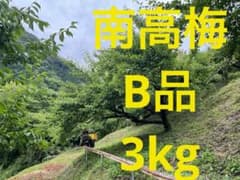 南高梅　B品 3kgのサムネイル