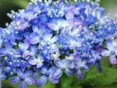 あじさい三河千鳥　挿し穂3本のサムネイル