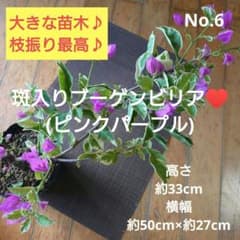 No.6【大きな苗木♪】斑入りブーゲンビリア(ピンクパープル)♥️枝振り