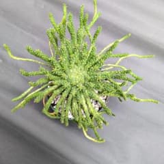 多肉植物　ユーホルビア　孔雀まるのサムネイル