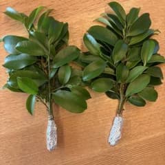 本榊 サカキ 枝 2束セットのサムネイル