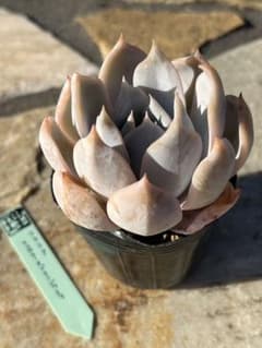 多肉植物　リラシナ　✖️ コロラータブランディティのサムネイル