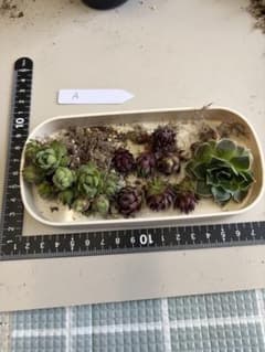 センペルビウムとジョビバルバ　Aのサムネイル