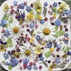 No,629 特小小花ミックス　ドライフラワー花材のサムネイル