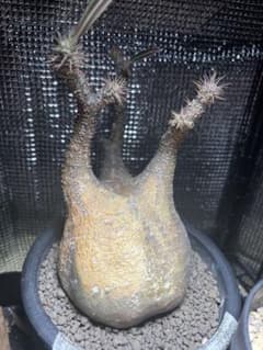 パキポディウム　グラキリスのサムネイル