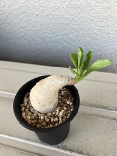 ユーフォルビア プリムリフォリア 現地球 - メルカリ