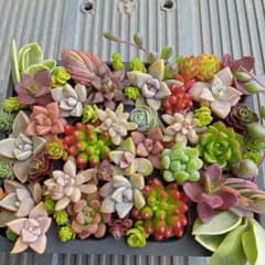 詰め合わせ カット苗 ネコポス発送 多肉植物 - メルカリ