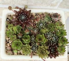 センペルビウム　札落ち②のサムネイル