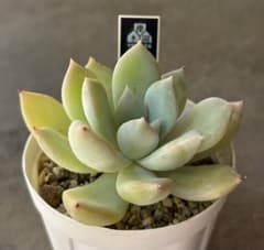 多肉植物 エケベリア 優木園 氷輪 黒札 命名株 希少 レア株 - メルカリ