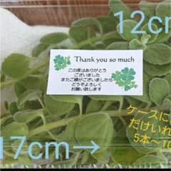 香り抜群☆アロマテイカスのサムネイル