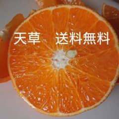糸島産　家庭用キズ天草5キロのサムネイル
