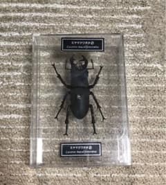 ミヤマクワガタ標本のサムネイル