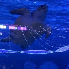 せーや様専用のサムネイル
