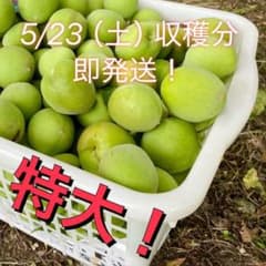 農薬不使用】 大きめ 5/23（土）収穫、即予定 南高梅 産地直送 
