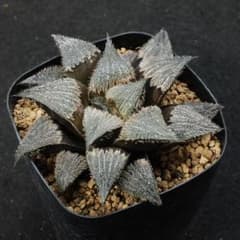 ハオルチア　bobii　MBB7248　CL-１　多肉植物260606のサムネイル
