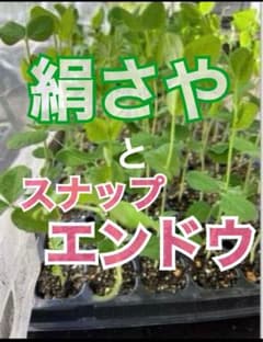 絹さや(さやえんどう)苗 6本 スナップエンドウ6本 農薬不使用 安心苗