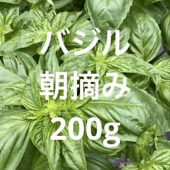 新鮮なバジル 【農薬不使用】200g　ネコポス発送のサムネイル