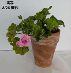 【 ゼラニウム 苗 】濃いピンクのバラ咲き（ドラゴンクイーン）※ 花蕾付き✨のサムネイル