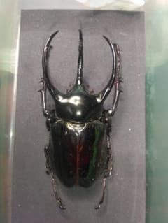 71mm】セラムドウナガテナガコガネ テナガカミキリ昆虫標本 | Shop at