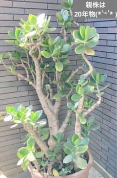 7年物!!】多肉植物 金のなる木 金の成る木 鉢ごと発送◡̈* - メルカリ