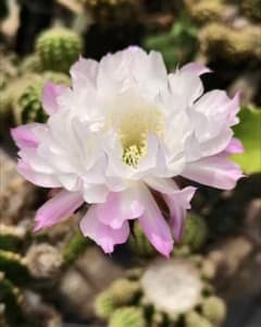 荷香 芳香品種 新品種花サボテン エキノプシス属 カキコ - メルカリ