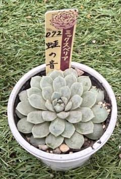 多肉植物 エケベリア おらいさん苗 ミックスベリア 蛙の音 - メルカリ