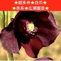 も*読様 3710⭐️特殊スレートカラー⭐️ステキ苞葉⭐️超小輪⭐️広瀬園芸⭐️ 255⭐️超多弁⭐️白爪⭐️赤系⭐️広瀬園芸⭐️ - メルカリ