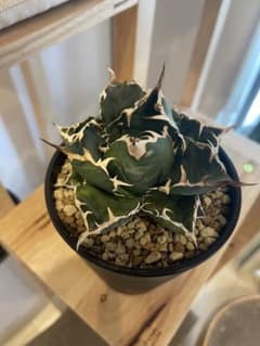 アガベ agave チタノタ 白鯨のサムネイル