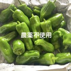 農薬不使用　ピーマン　コンパクト　自然栽培のサムネイル